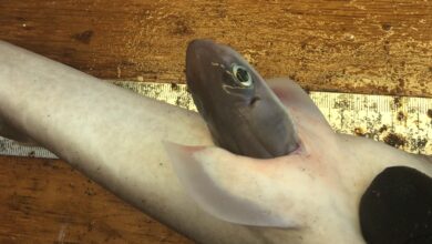 Pregnant Sharks and Rays Abort Offspring When Fished