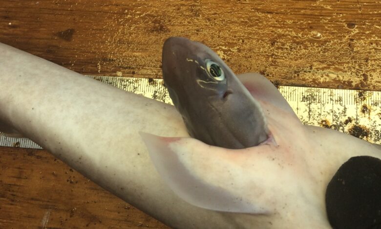 Pregnant Sharks and Rays Abort Offspring When Fished